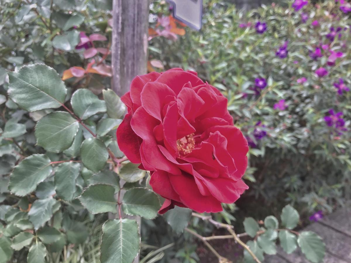 清境天祥茶行景观民宿 仁爱乡 外观 照片